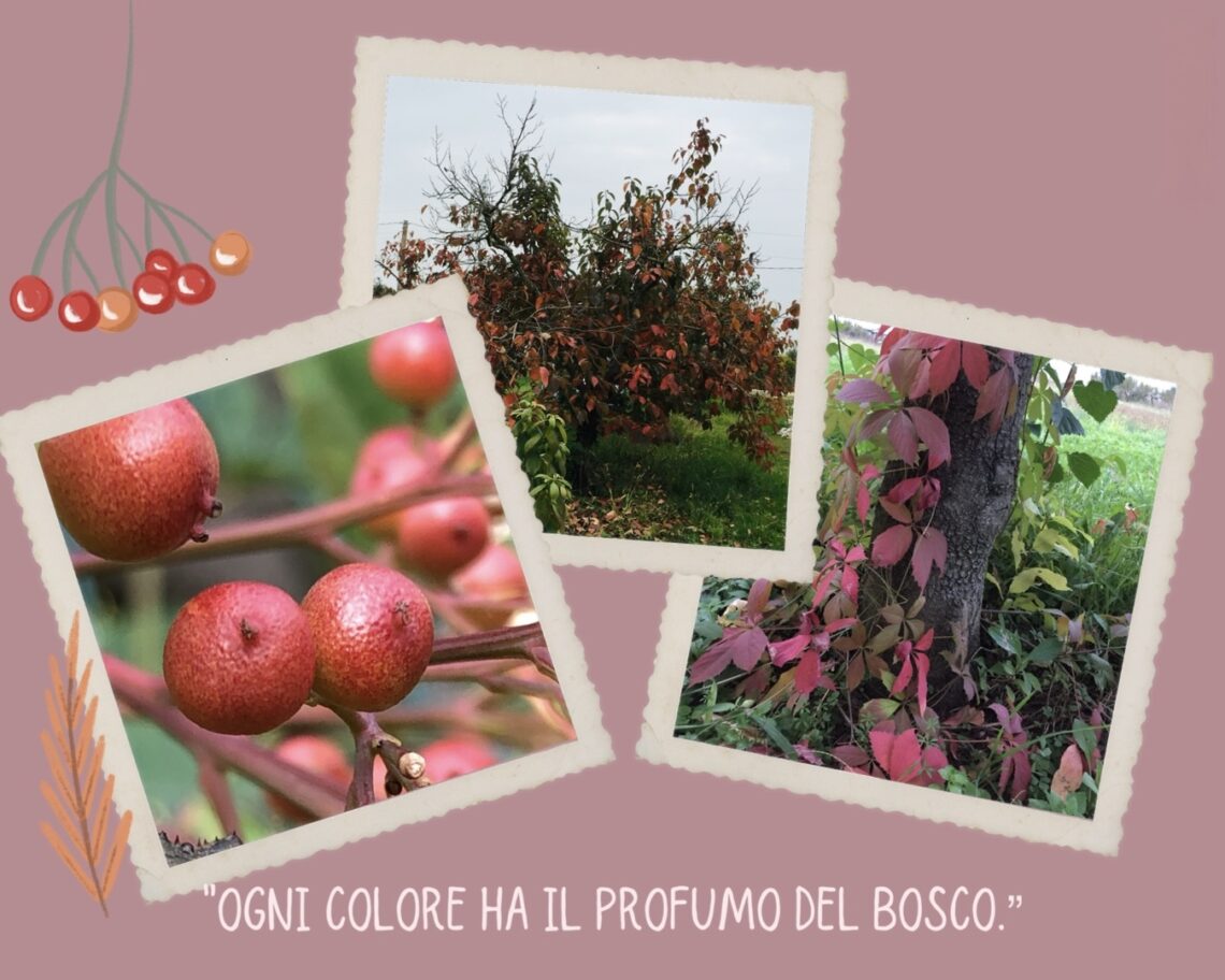 Palette autunnali argilla polimerica dove prendere ispirazioni