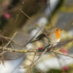 european robin in nature