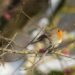 european robin in nature